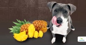 Is pineapple safe for dogs