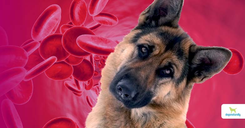 Anemia In Dogs