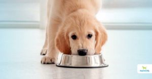 nutritional requirements for dogs