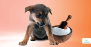 Is sorbitol safe for dogs
