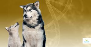 Genetic diseases in dogs