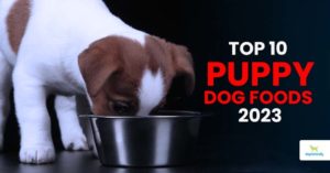 top 10 puppy foods