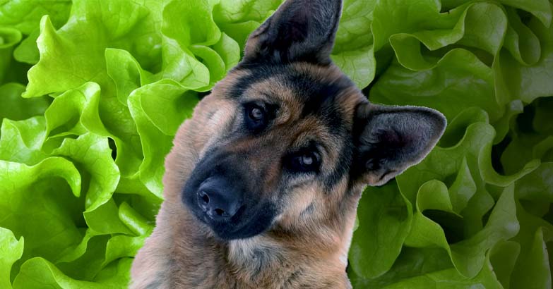 Can dogs eat lettuce