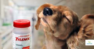 can dogs take Tylenol