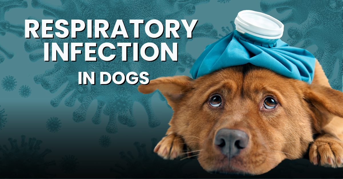 Respiratory Infection In Dogs Symptoms & Management Dogs Naturally