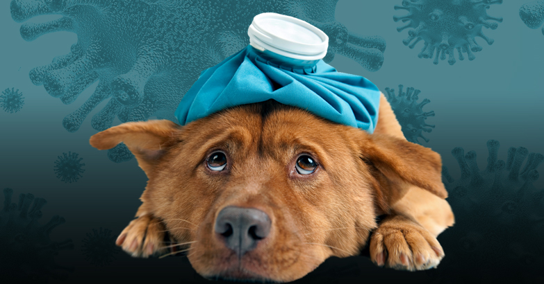 respiratory infection in dogs