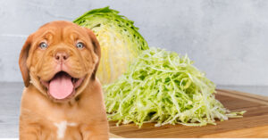 can dogs have cabbage