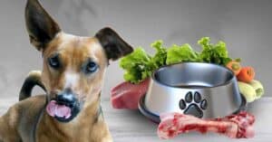 best dog food for small dogs
