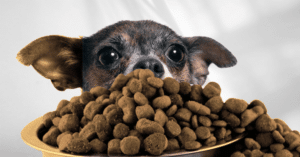 glycotoxins in dog food