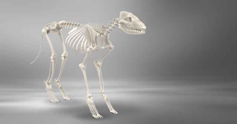 osteoarthritis in dogs