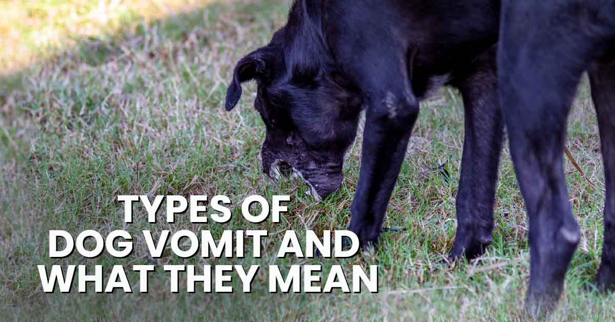 can overfeeding a puppy cause vomiting