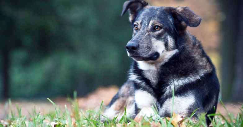 stomach cancer in dogs