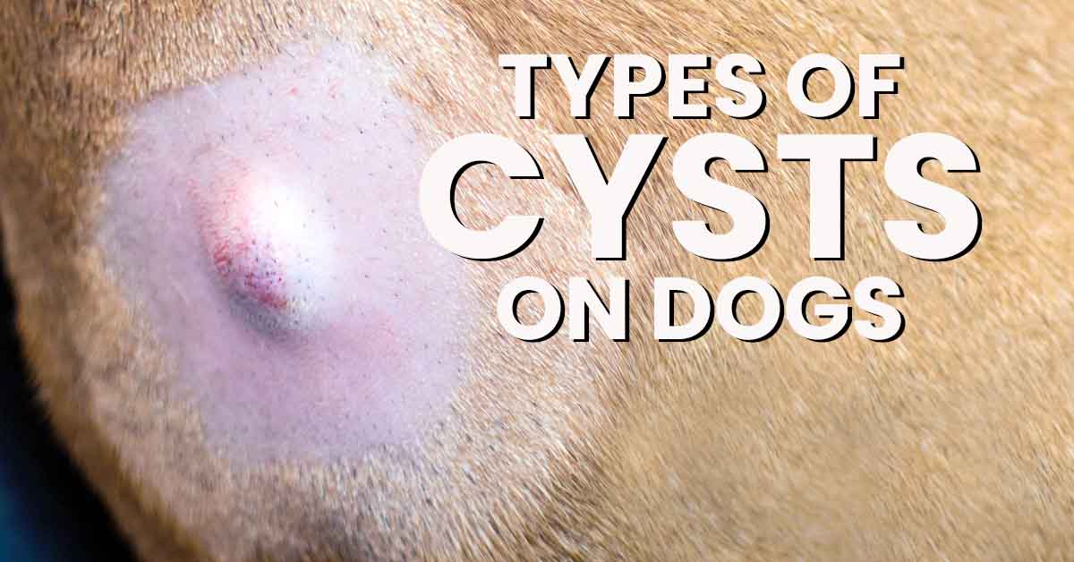 Types Of Cysts On Dogs Dogs Naturally
