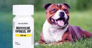 Doxycycline for dogs