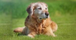thyroid cancer in dogs