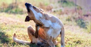natural antihistamines for dogs