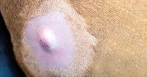 types of cysts on dogs