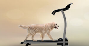 dog treadmill
