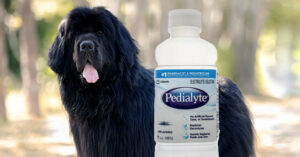 can dogs have Pedialyte